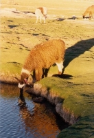 Llama Drinking
