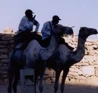 Camel Police