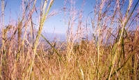 Tall Grasses