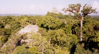 Jungle Ruins