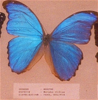 Bluest Butterfly