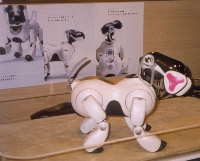 Aibo The Robot Dog